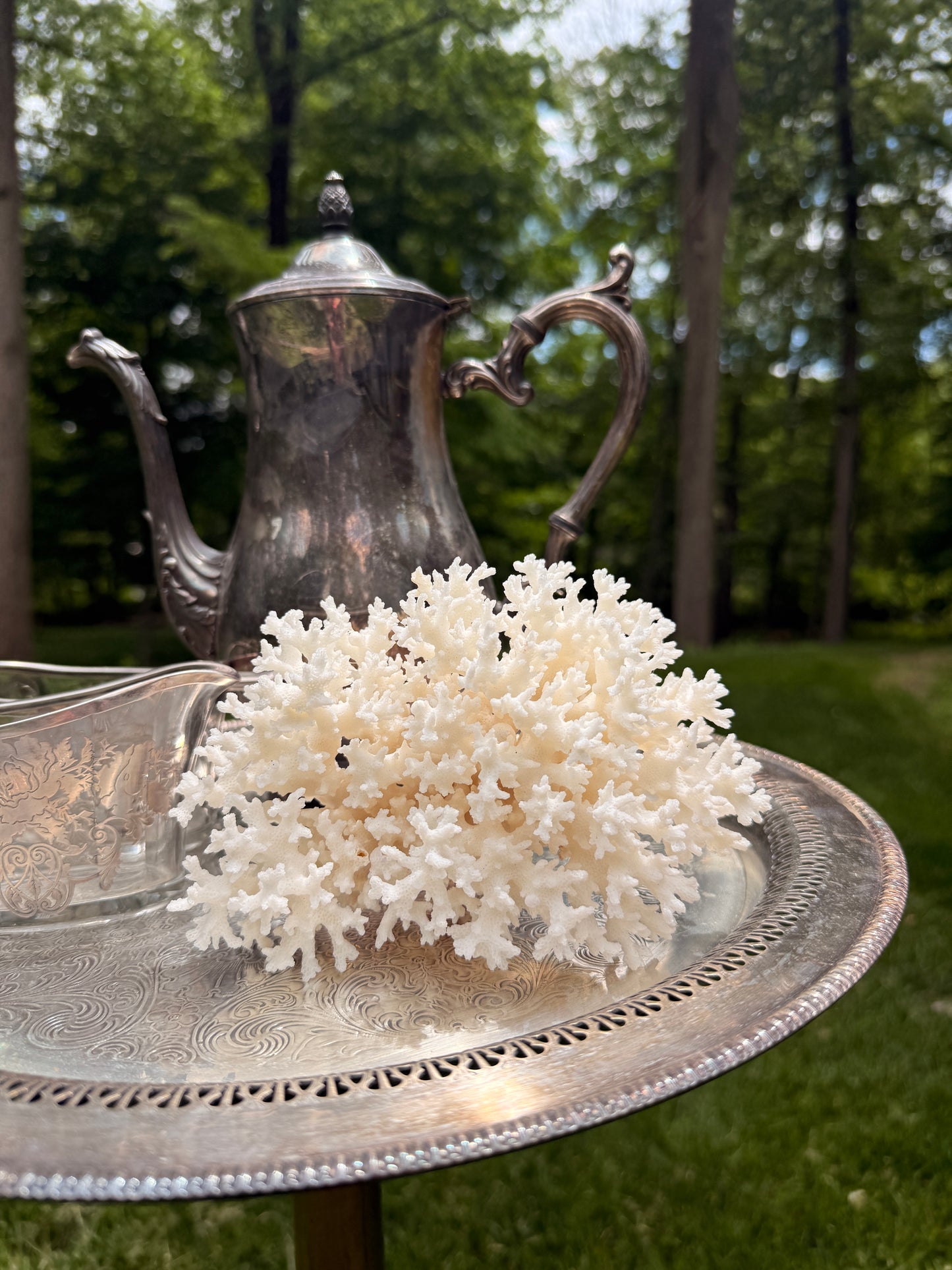 White lace coral