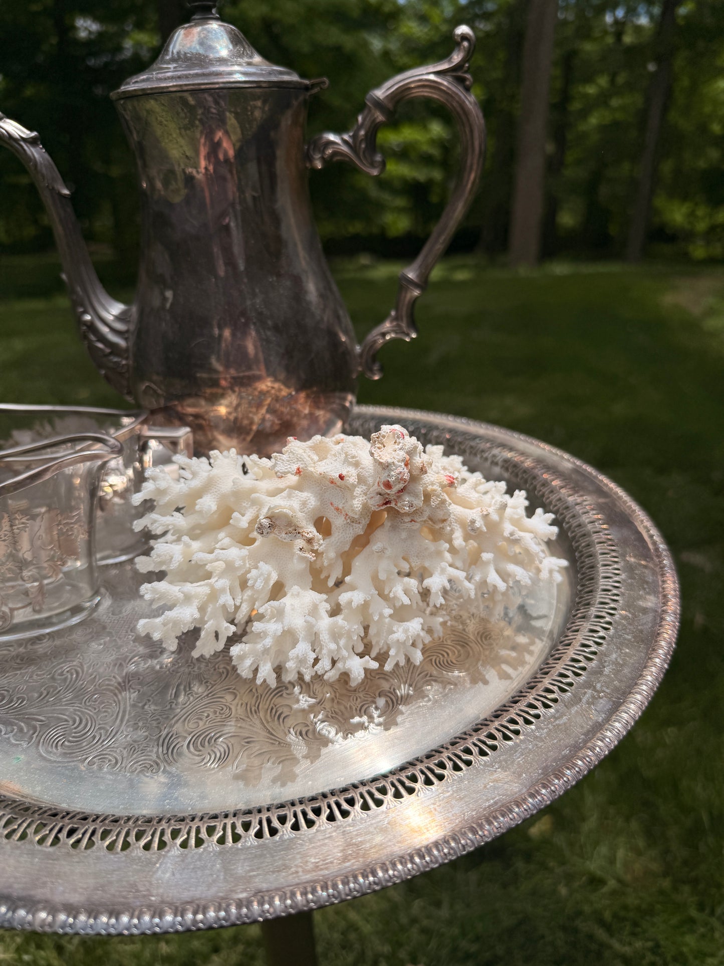 White lace coral