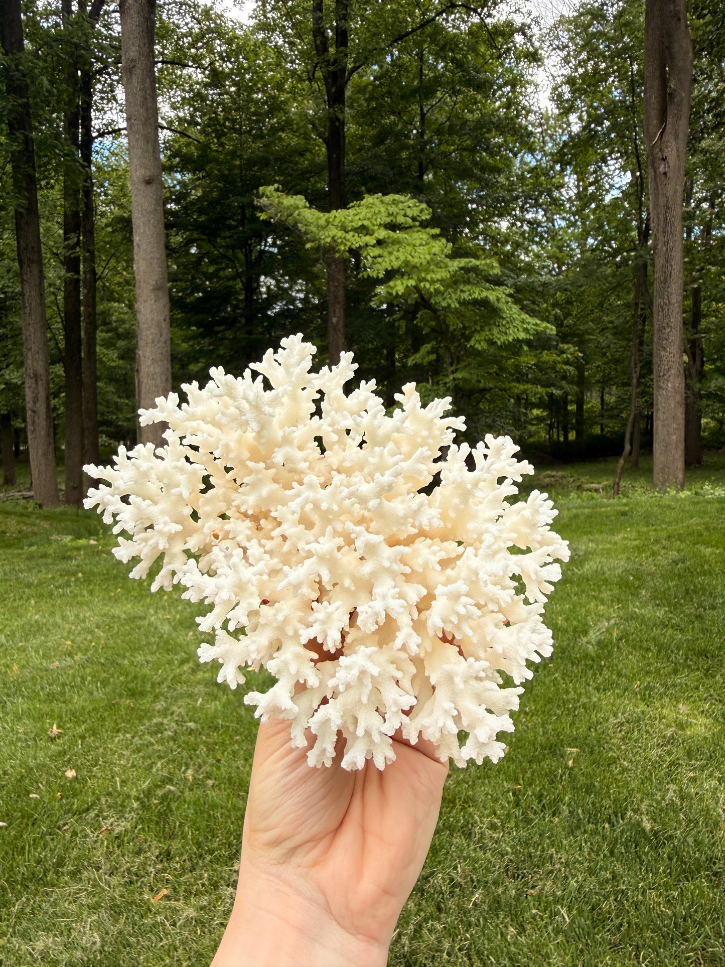 White lace coral